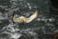 Terej australsky - Sula serrator - Australian Gannet 0780